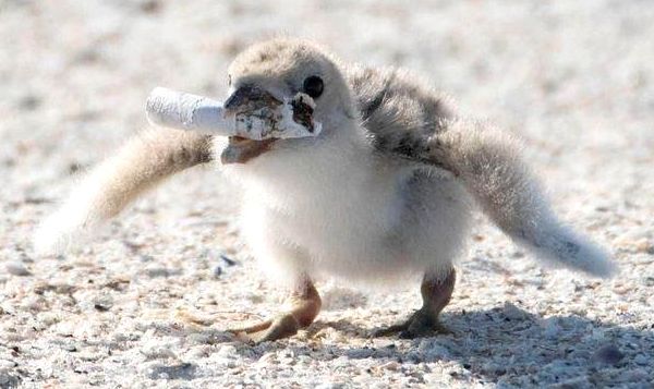 Very young shorebird with a cigarette butt in its mouth. Very young shorebird with a cigarette butt in its mouth.